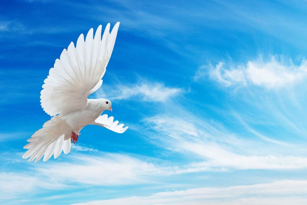 Голубое небо голуби травка