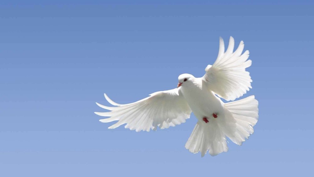 Белый голубь эскиз