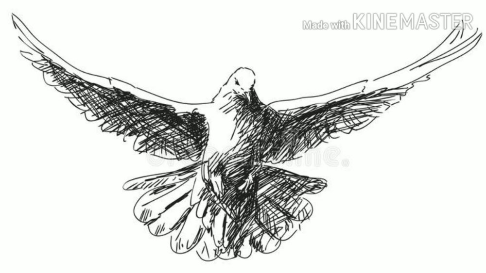 Голубь контур без фона