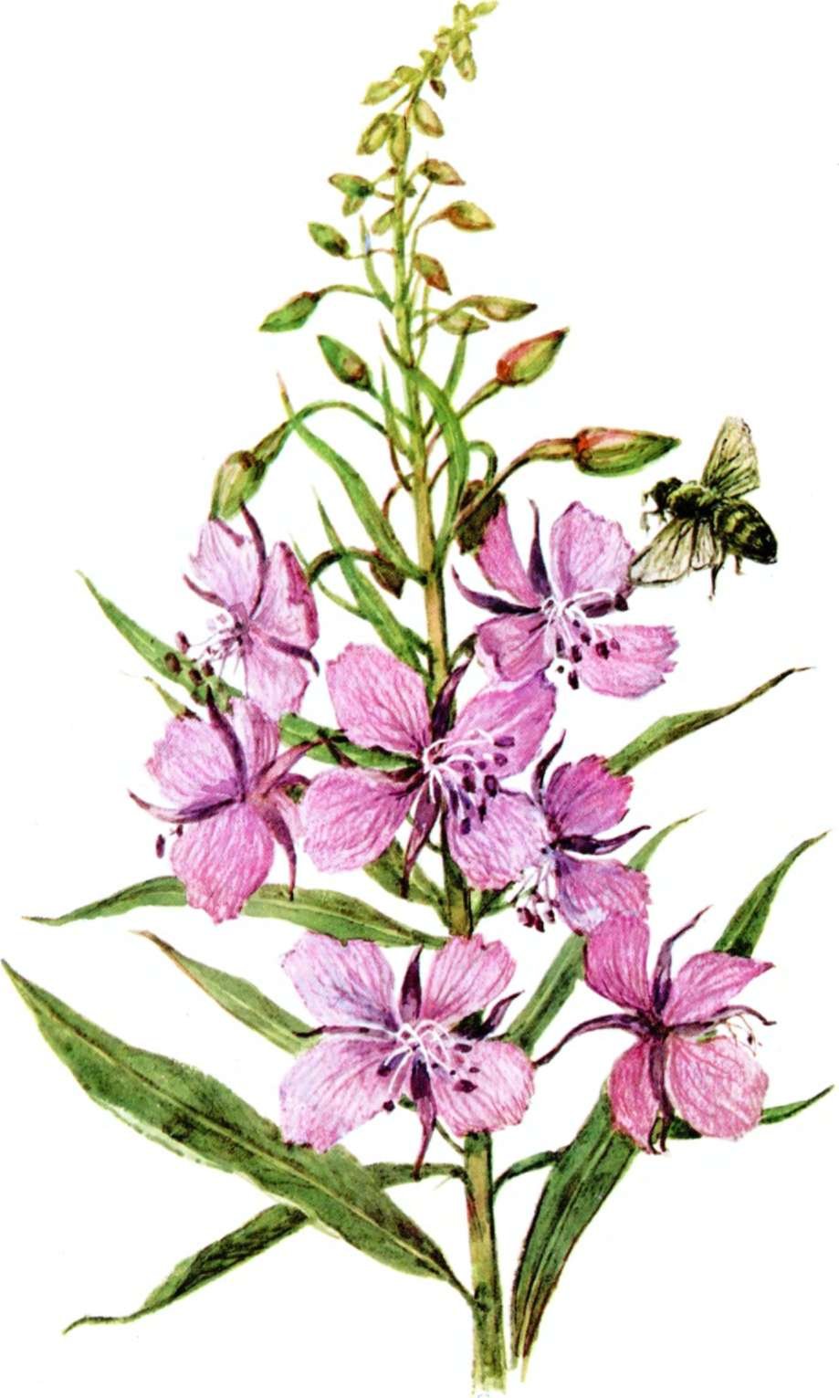 Кипрей узколистный