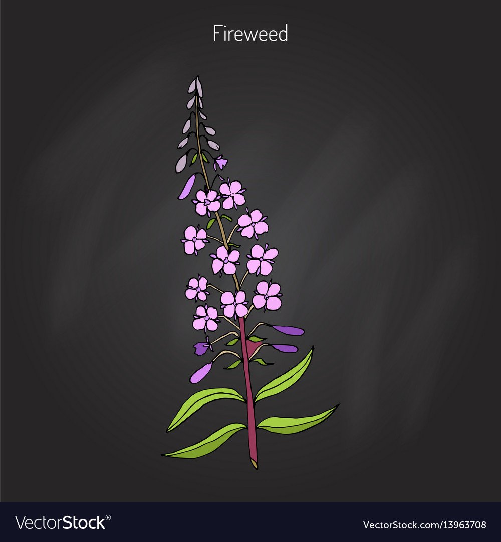 Иван чай вектор