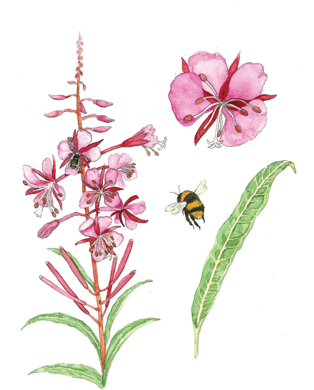 Иван чай узколистный Ботанический рисунок