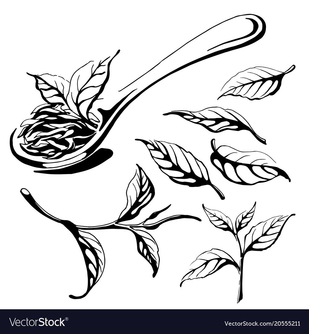 Стилизованные листья чая