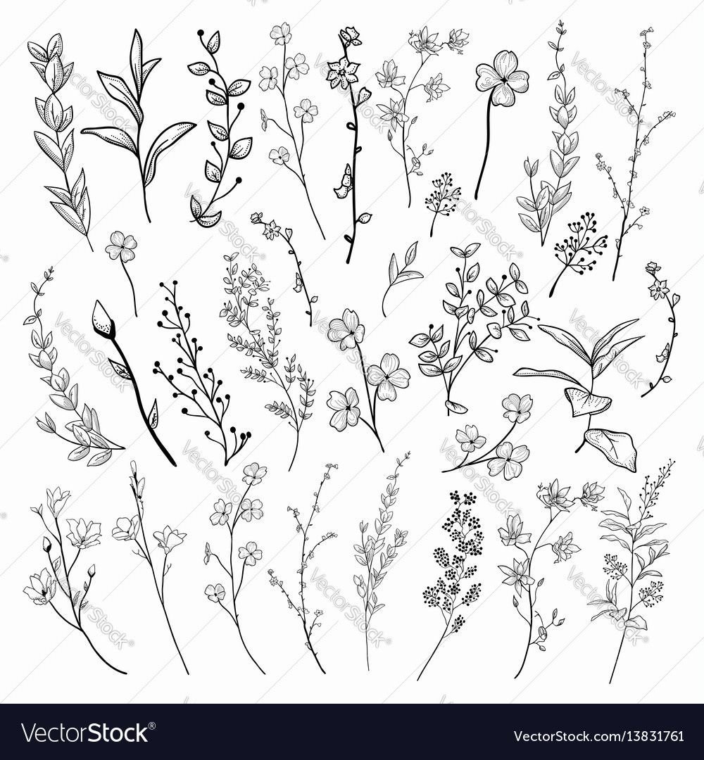 Зарисовки мелких растений (цветов, трав)