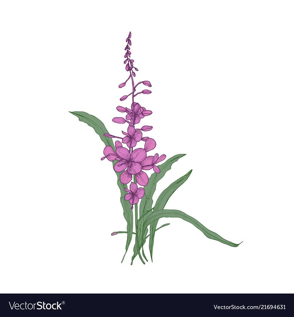 Кипрей узколистный вектор