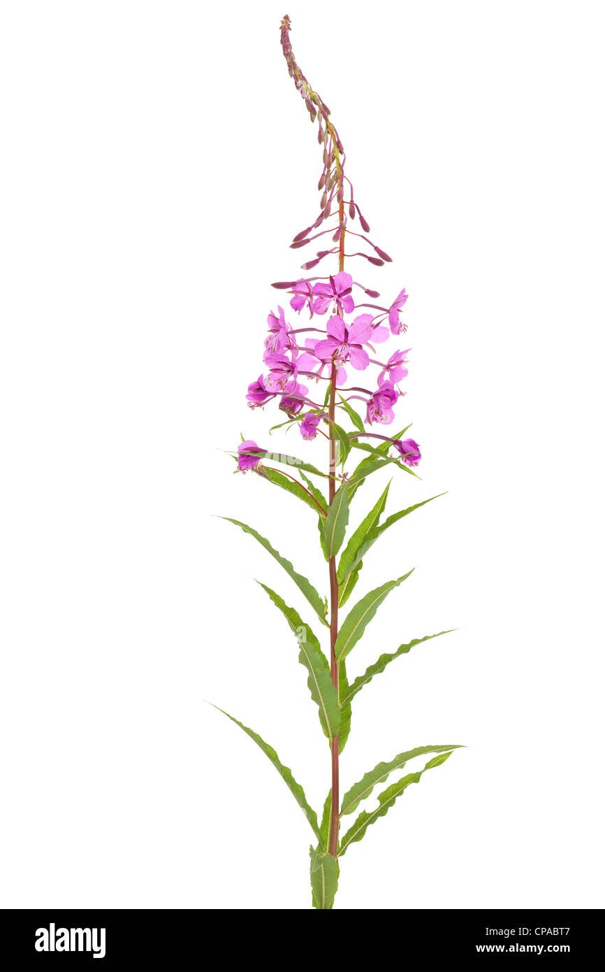 Кипрей узколистный вектор