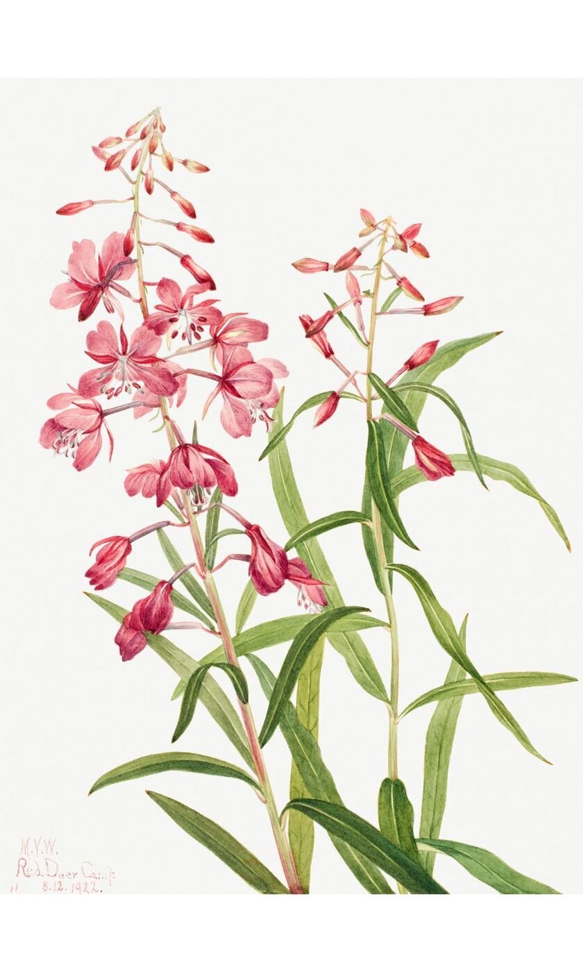 Иван-чай (кипрей) рисунок