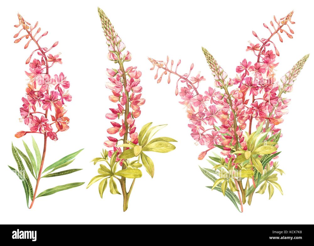 Иван чай Ботаническая иллюстрация