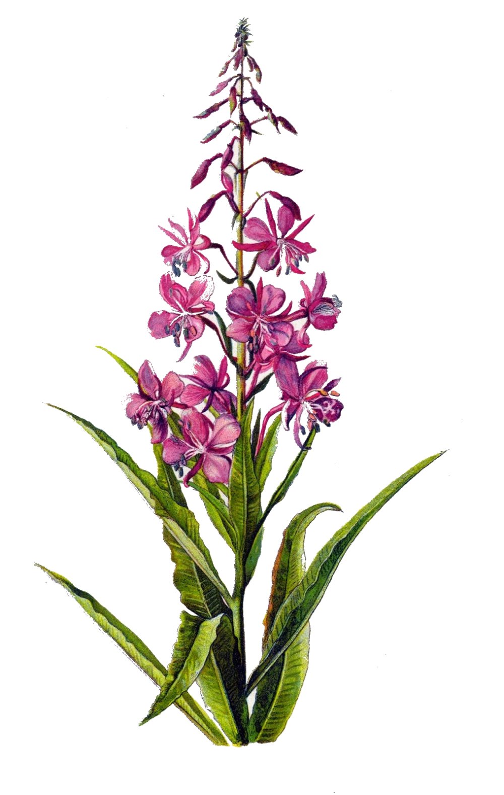 Кипрей узколистный Ботаническая