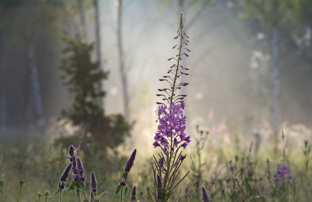 Иван-чай утро