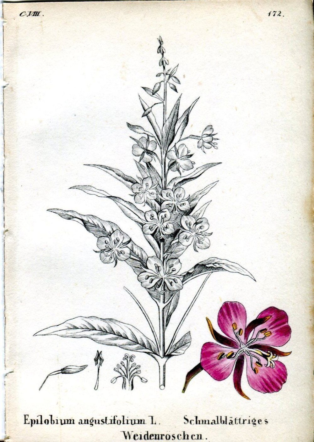 Кипрей Ботаническая иллюстрация