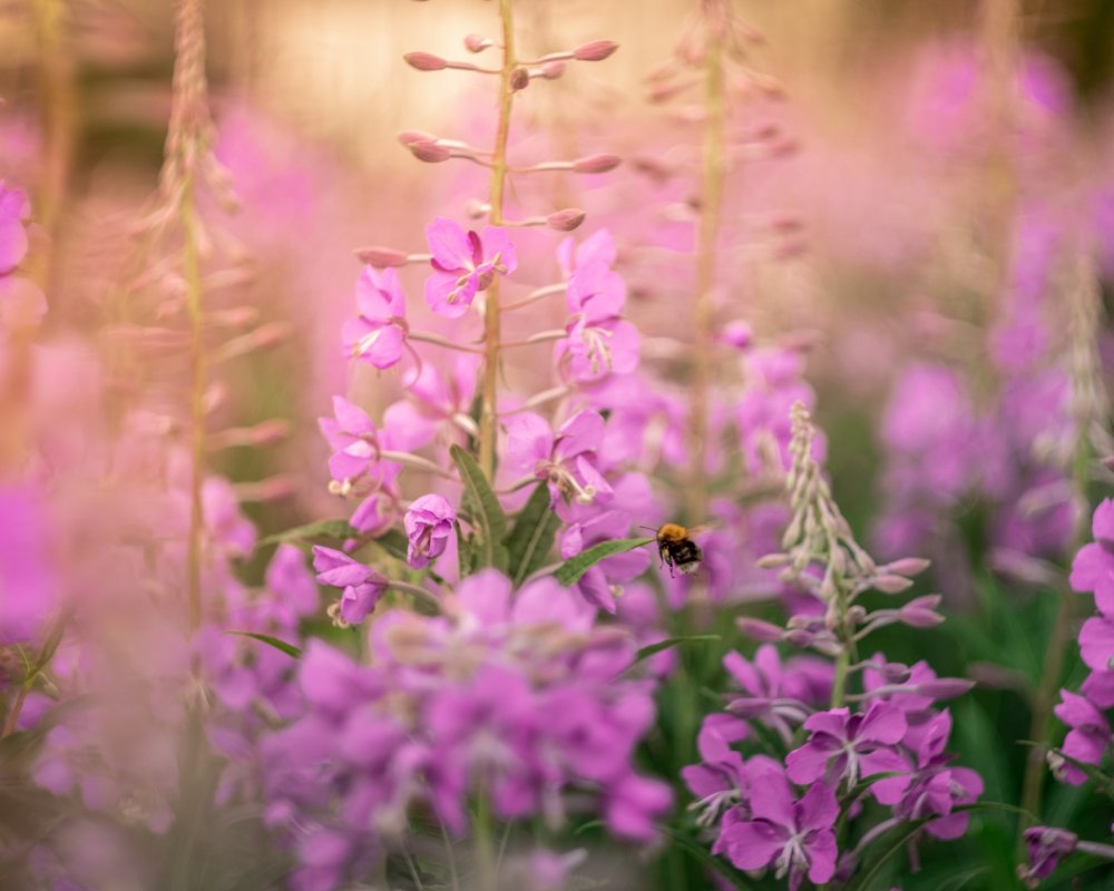 Иван-чай (с цветочками кипрея)