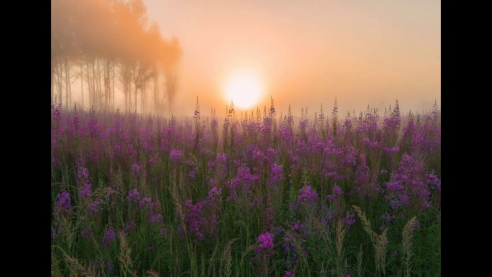 Поле Иван чая в тумане