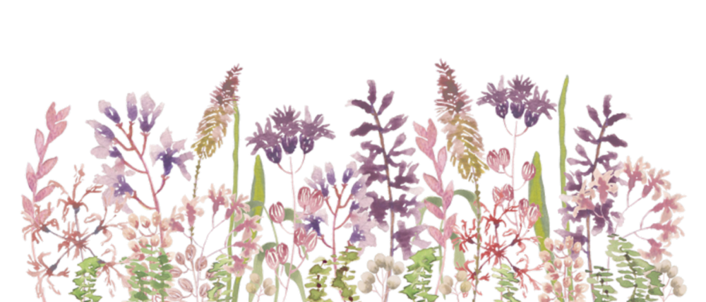 Акварельные полевые цветы на прозрачном фоне