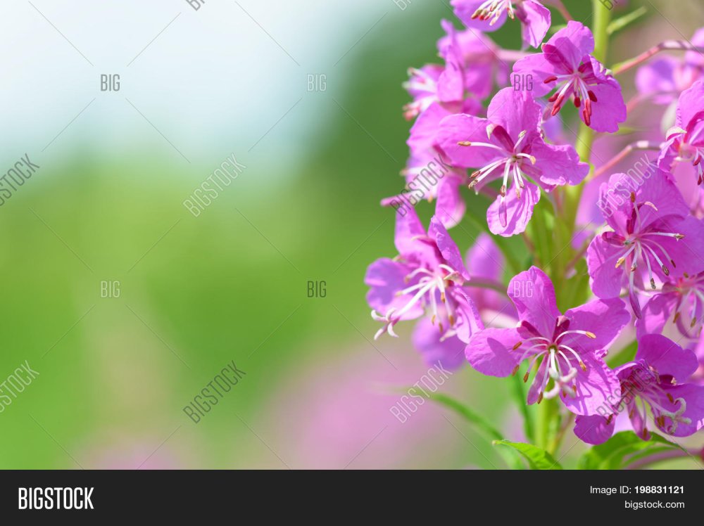 Кипрей на белом фоне