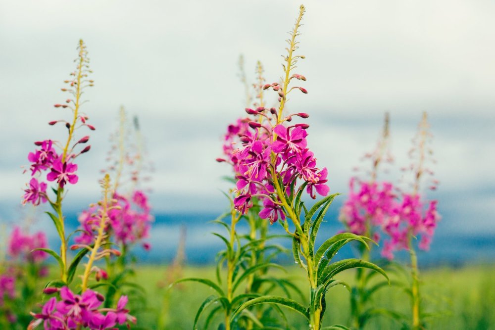 Кипрей узколистный на белом фоне