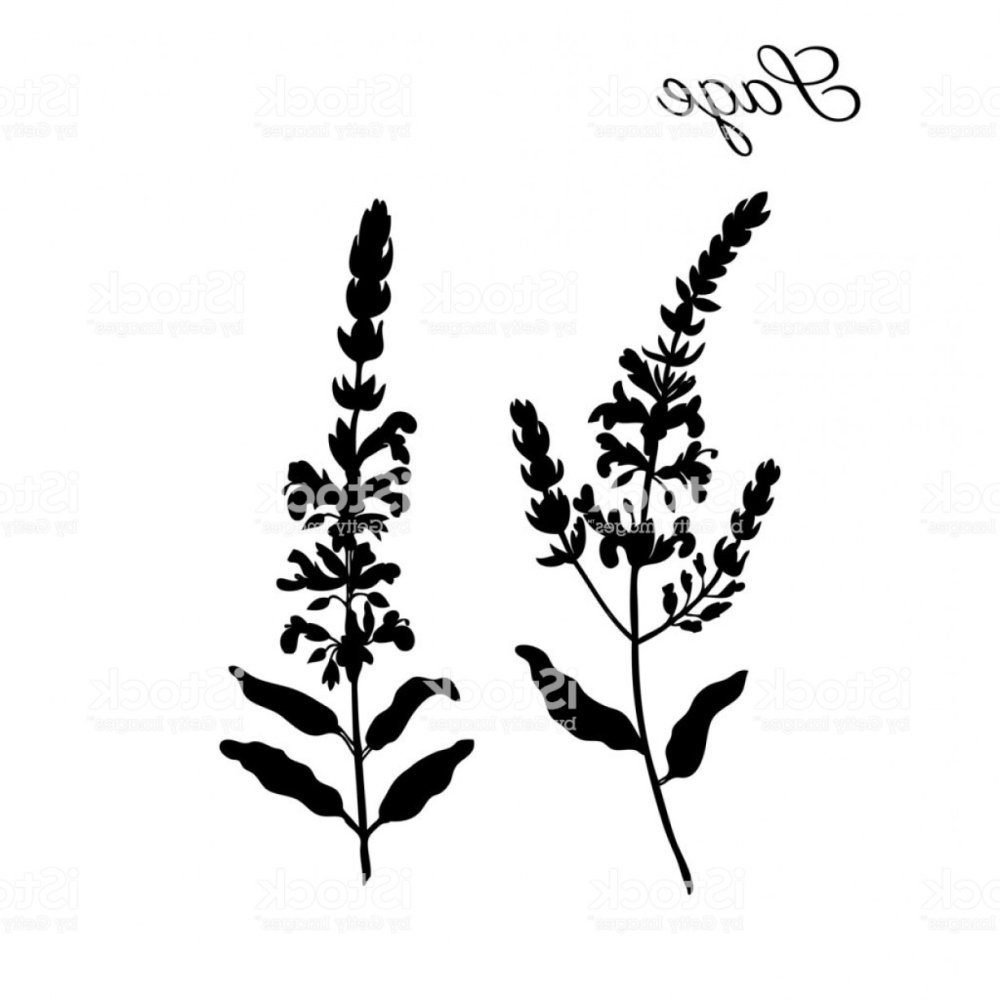 Лекарственные травы на белом фоне