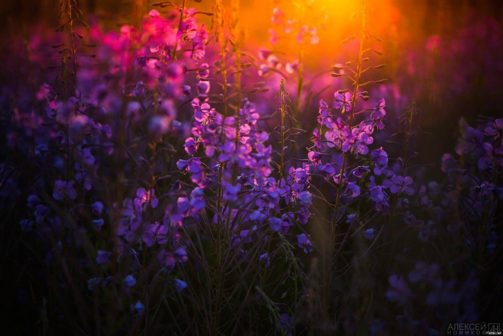 Кипрей ночной