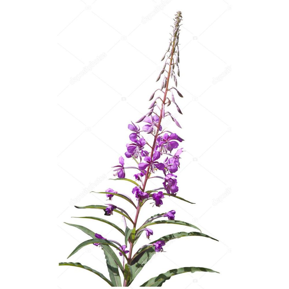 Кипрей на белом фоне