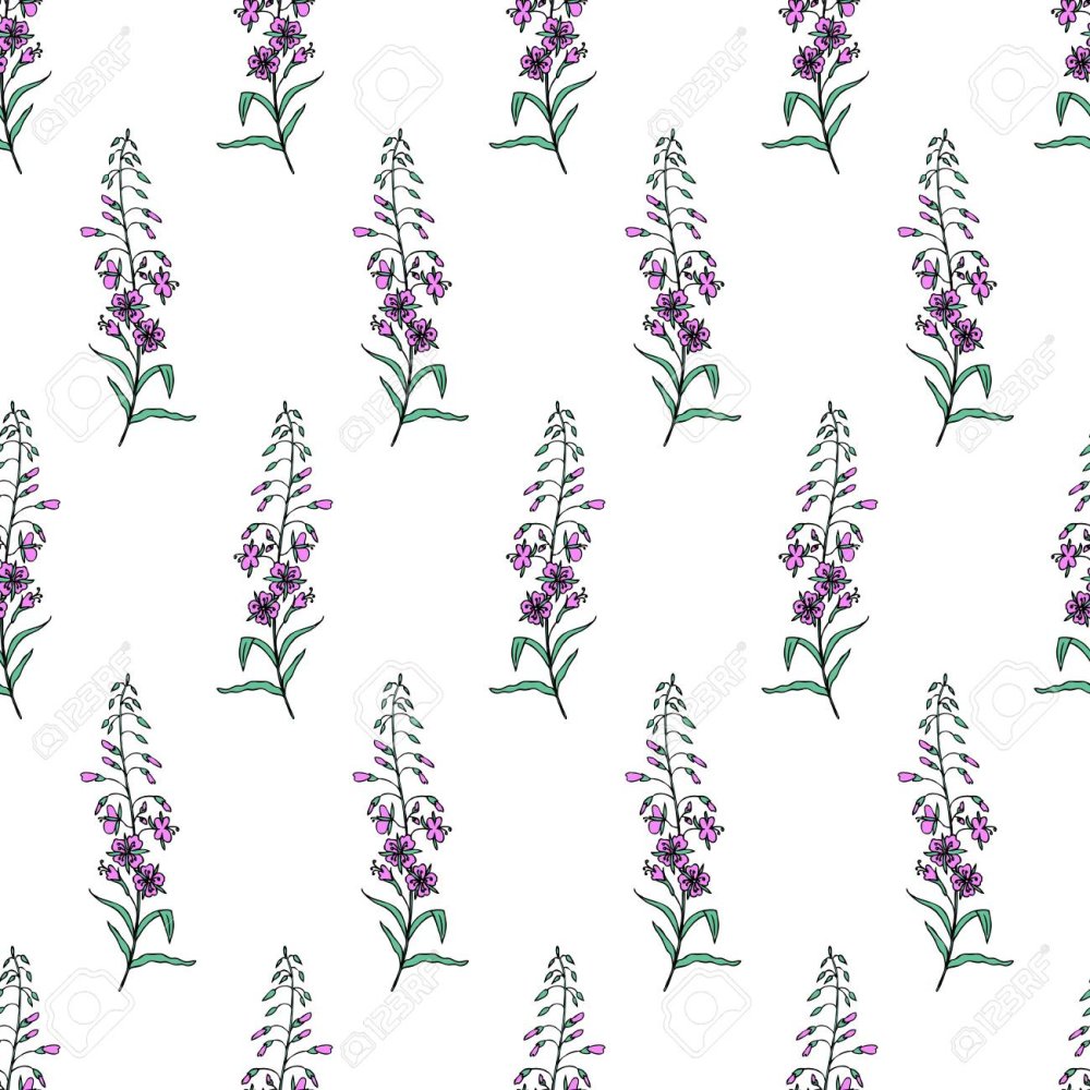 Кипрей Векторная Графика