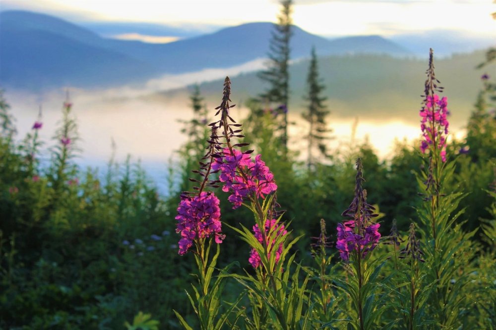 Таганай Иван чай