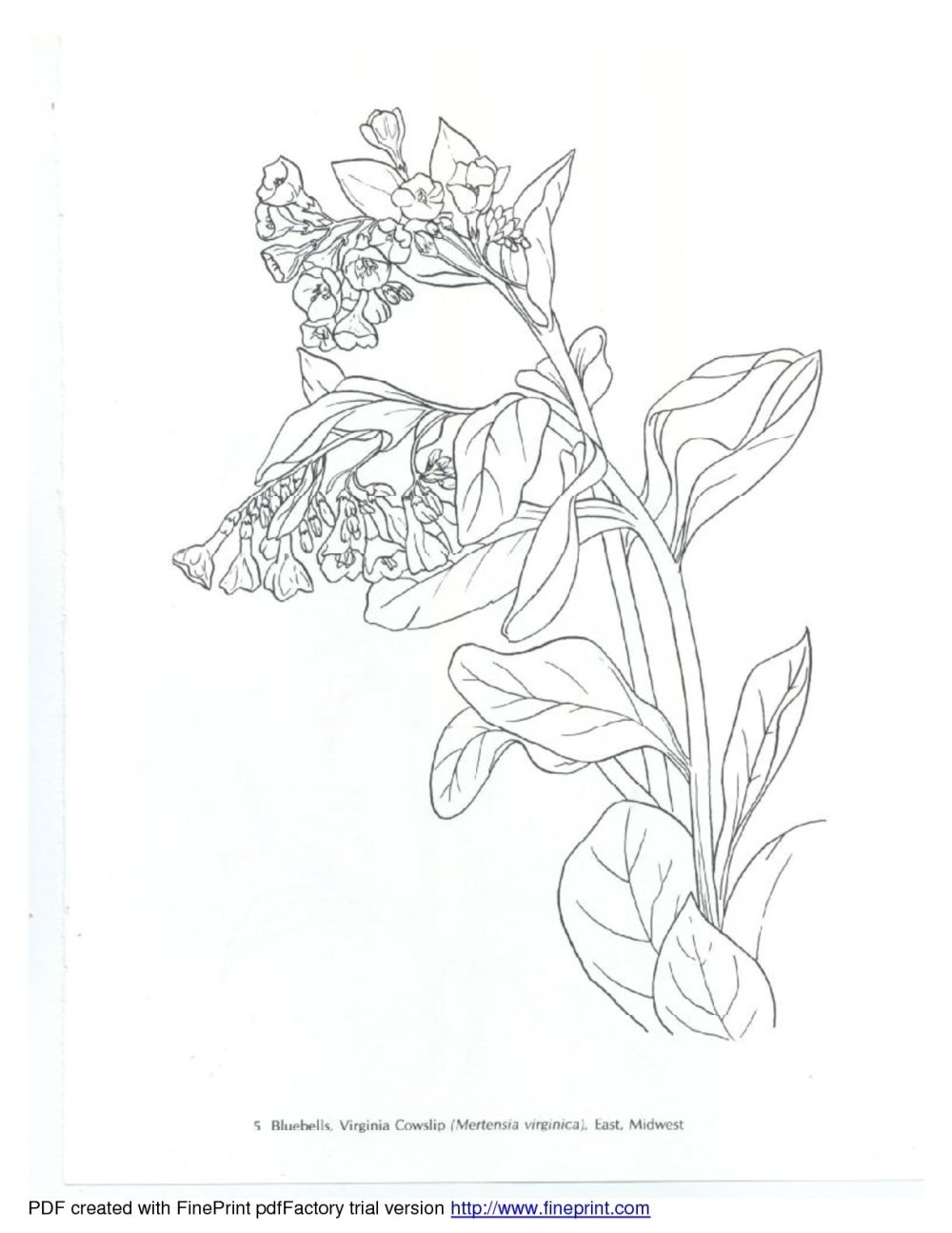 Иван да Марья рисунок