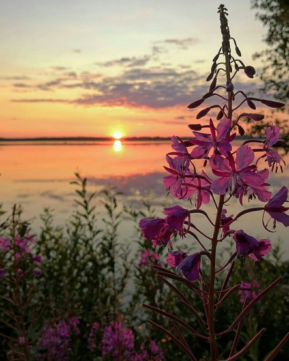 Иван чай Мурманск