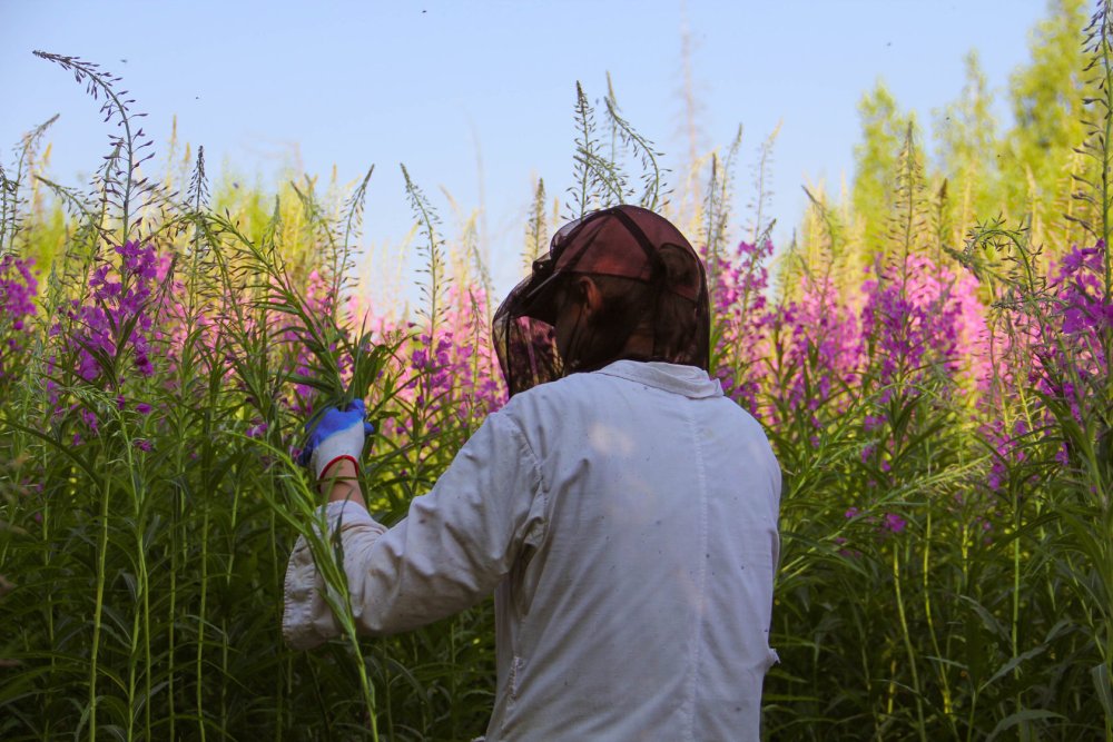 Иван-чай (кипрей)