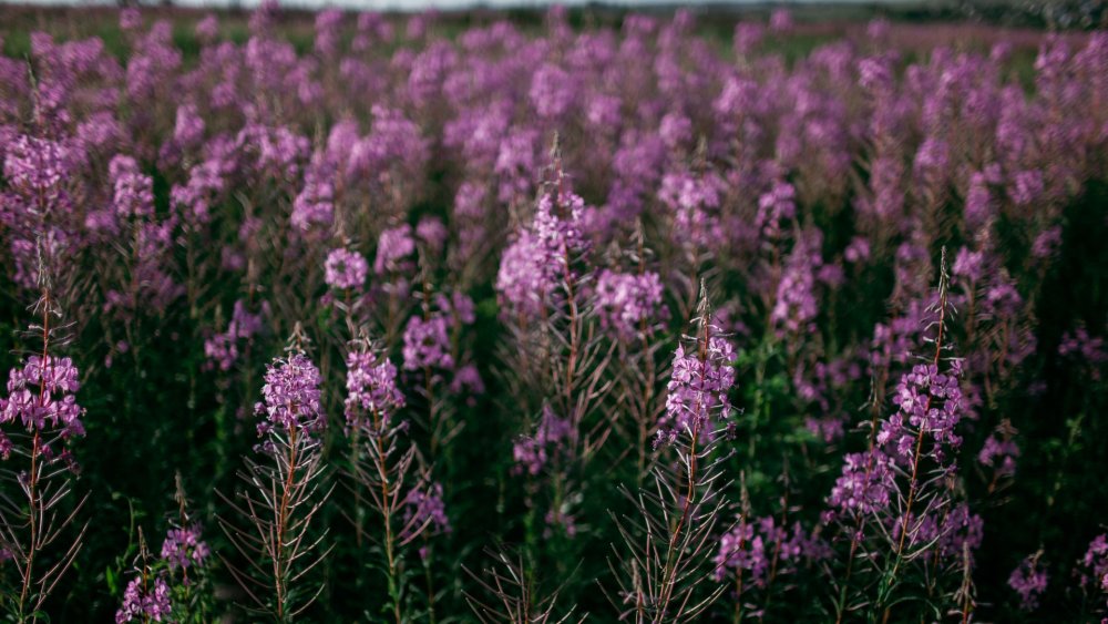 Иван-чай узколистный