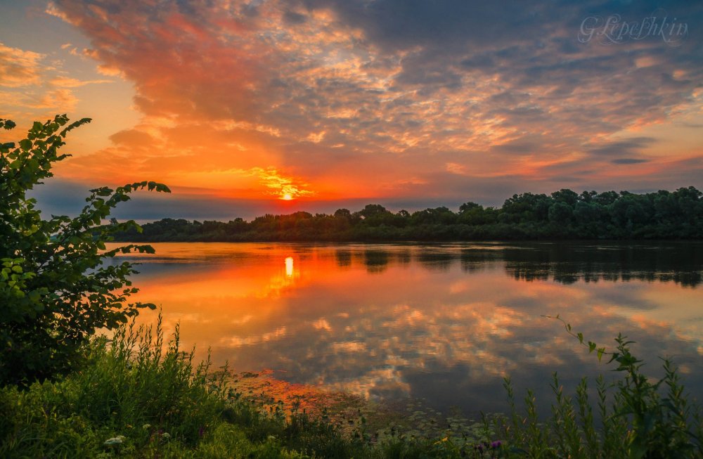 Золотая Заря