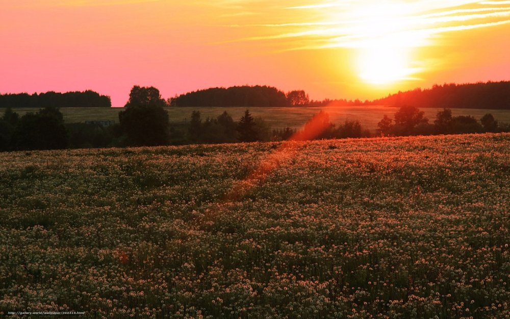 Рассвет в поле