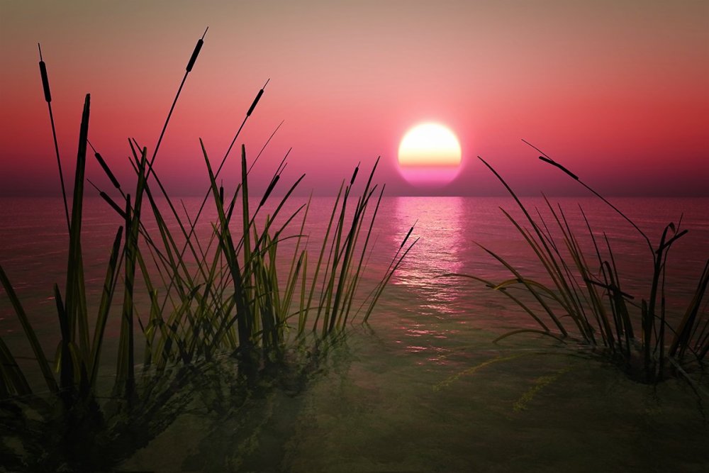 Розовый рассвет