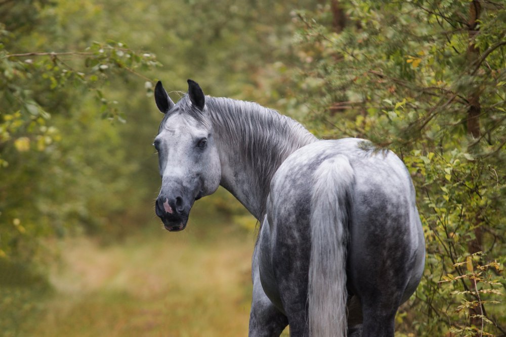 Лошадь породы Орловский рысак белый