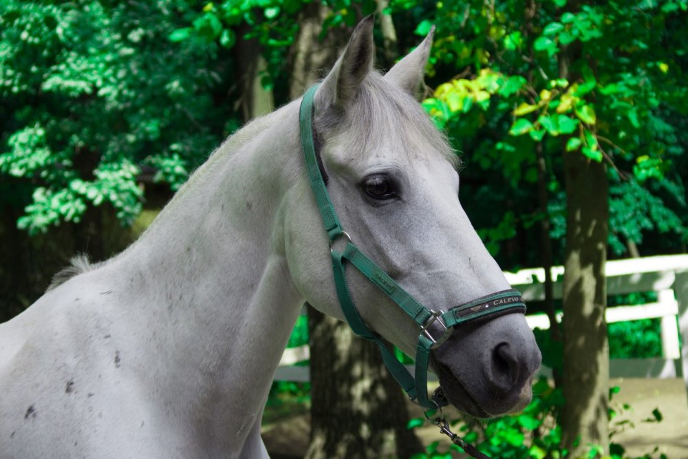 Орловский рысак в снегу