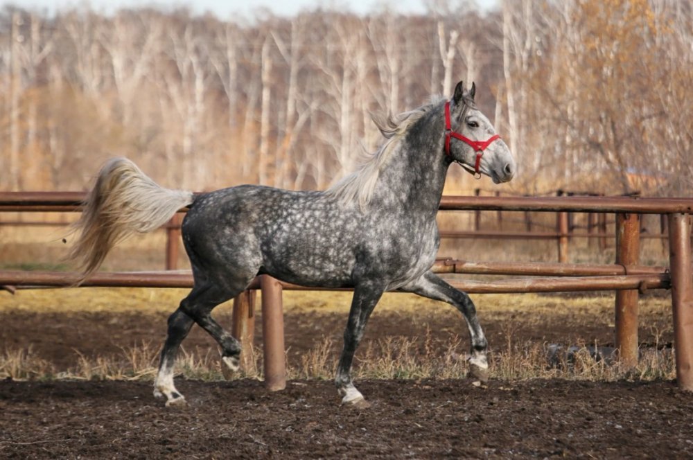 Орловский рысак галоп