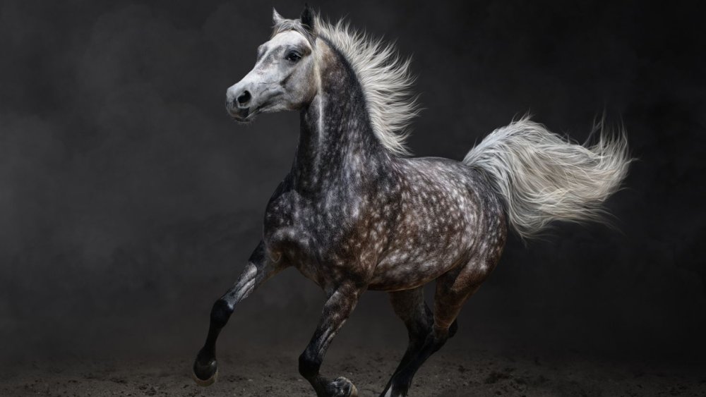 Орловский рысак жеребёнок