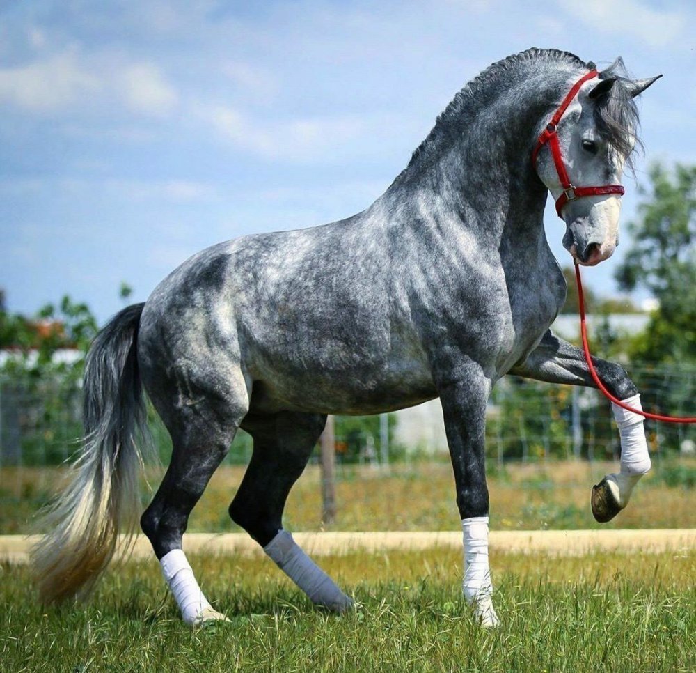 Марвари гнедой масти