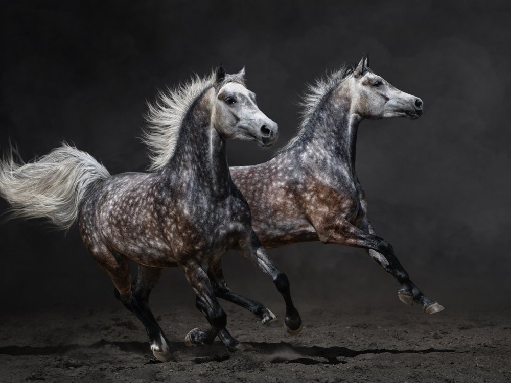 Орловский рысак зимой