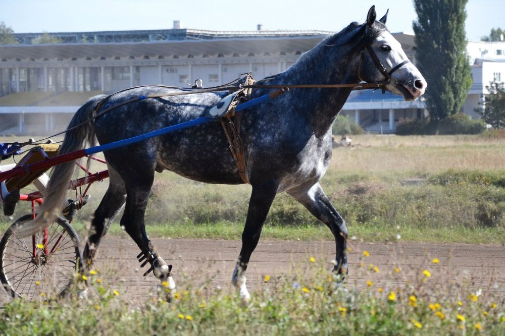 Орловский рысак в яблоках