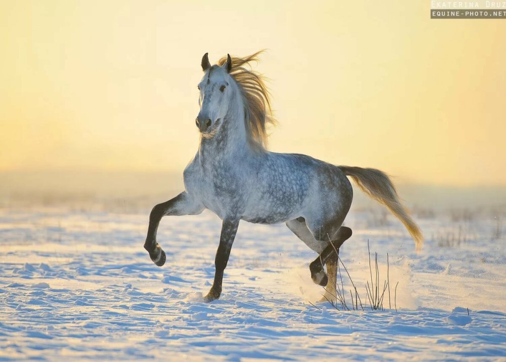 Серый Орловский рысак кобыла
