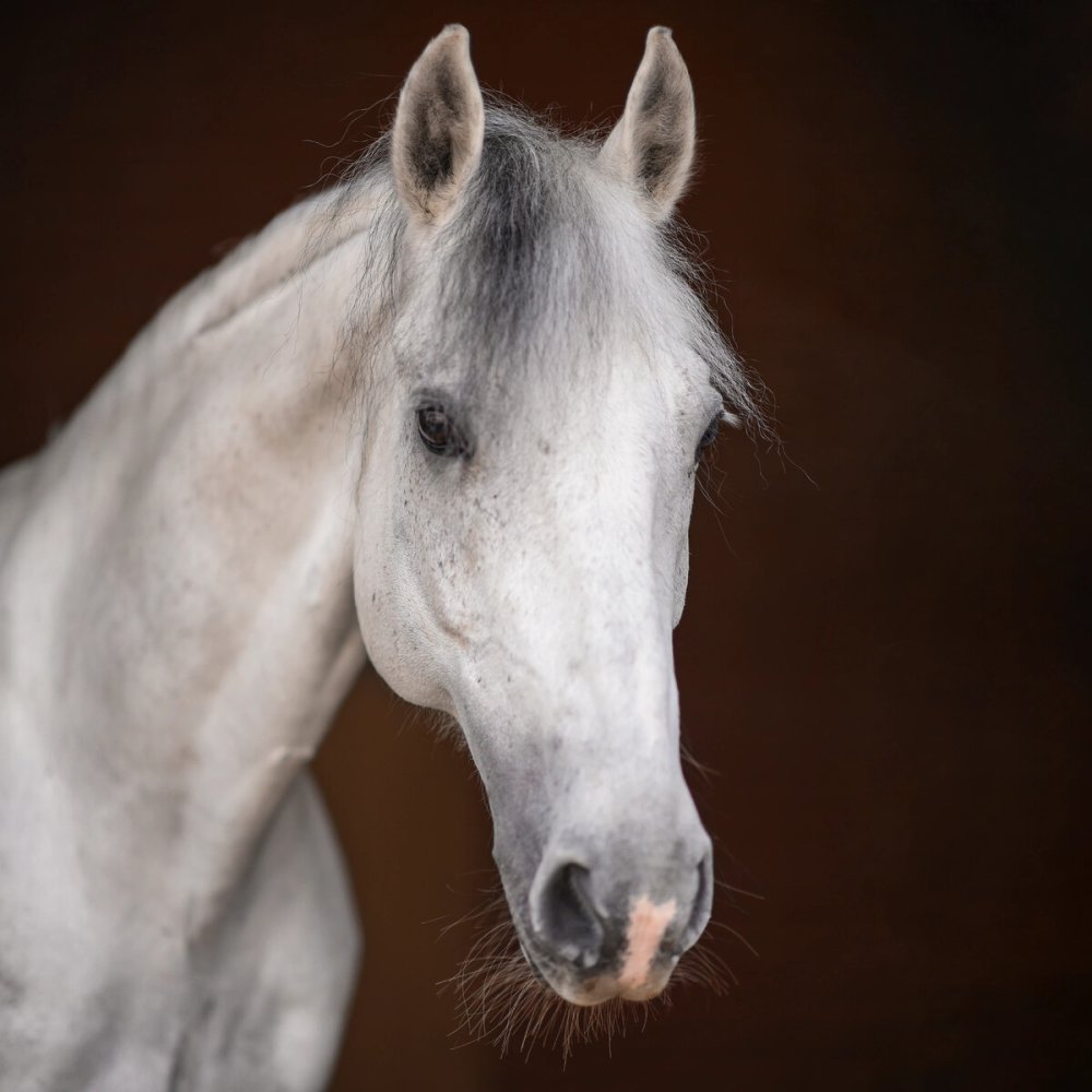 Орловский рысак серый в яблоках