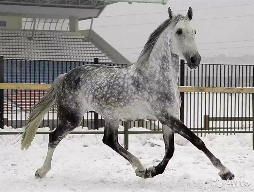 Лиман Орловский рысак