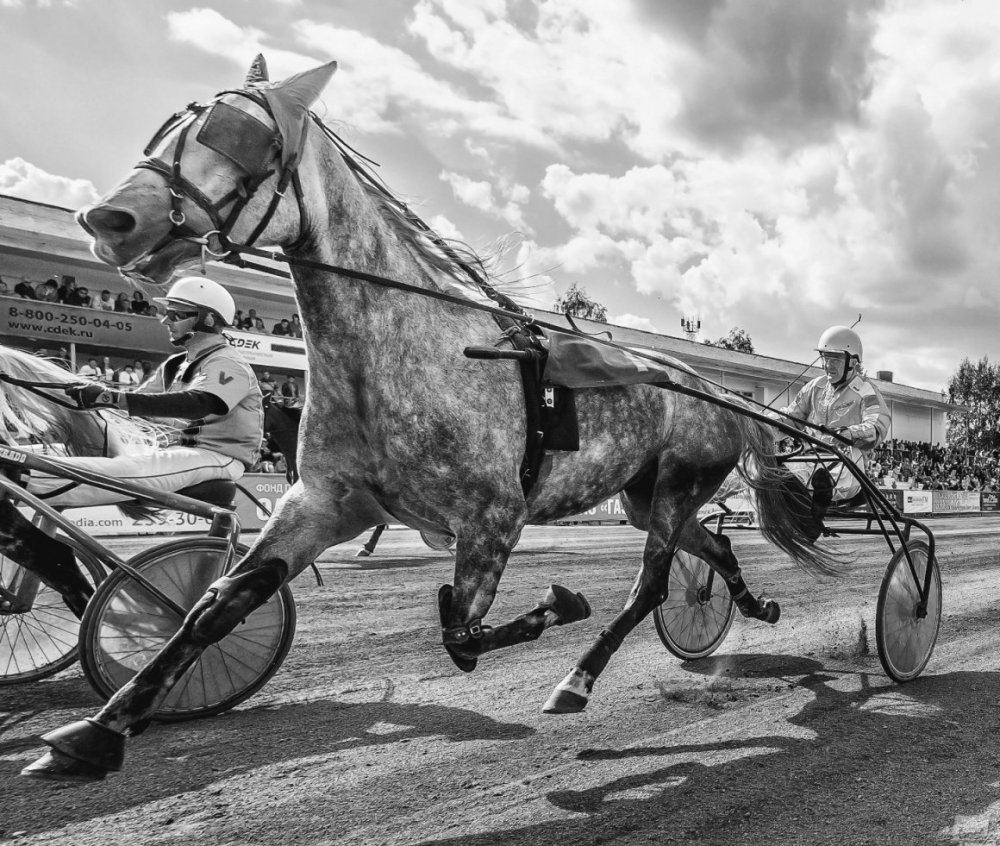 Орловский рысак