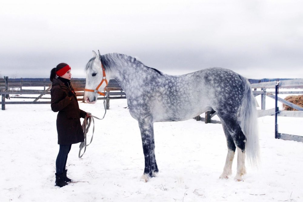 Лошадь Орловский рысак черный