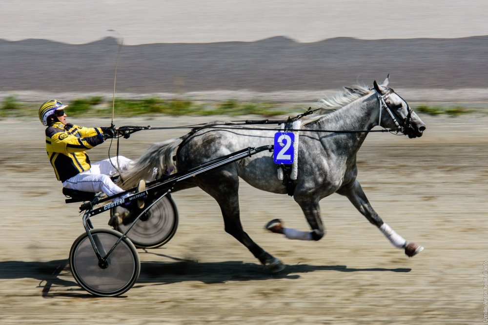 Николай Самокиш лошади