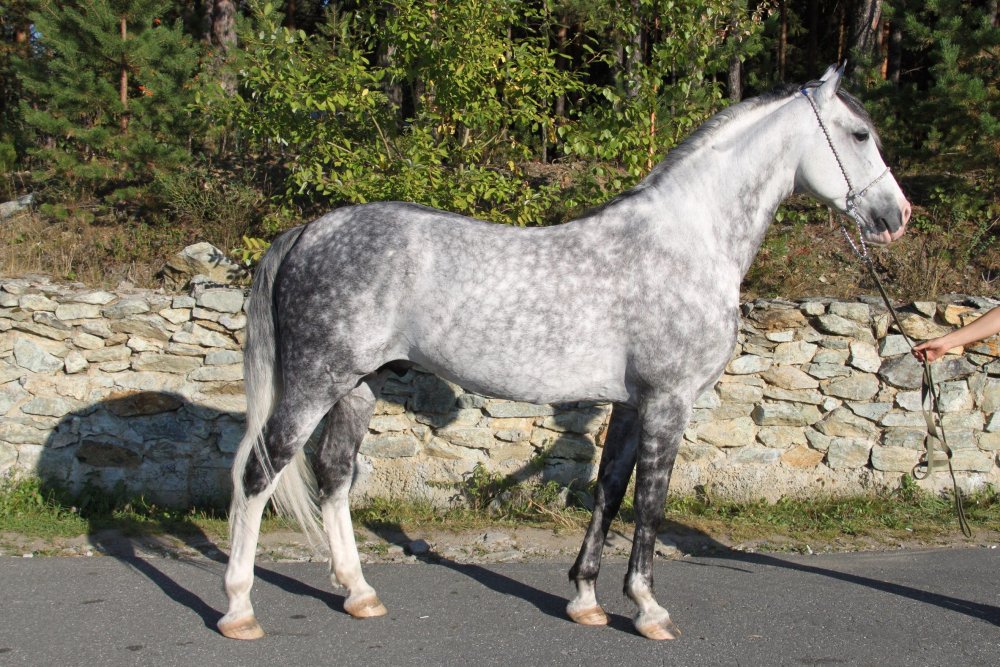 Орловский рысак