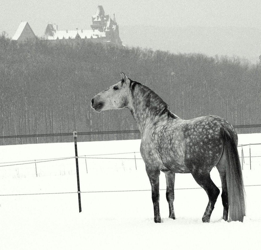 Орловский рысак белый в яблоках