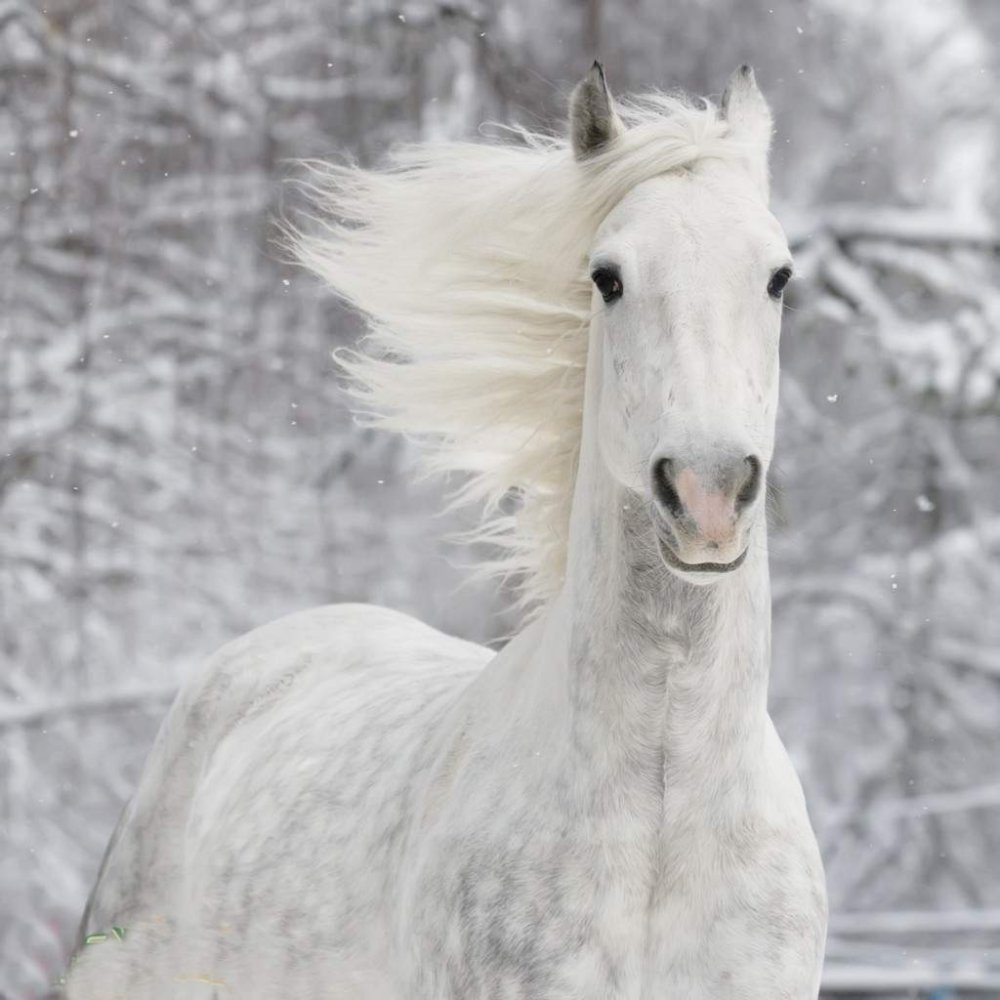 Фризская альбинос