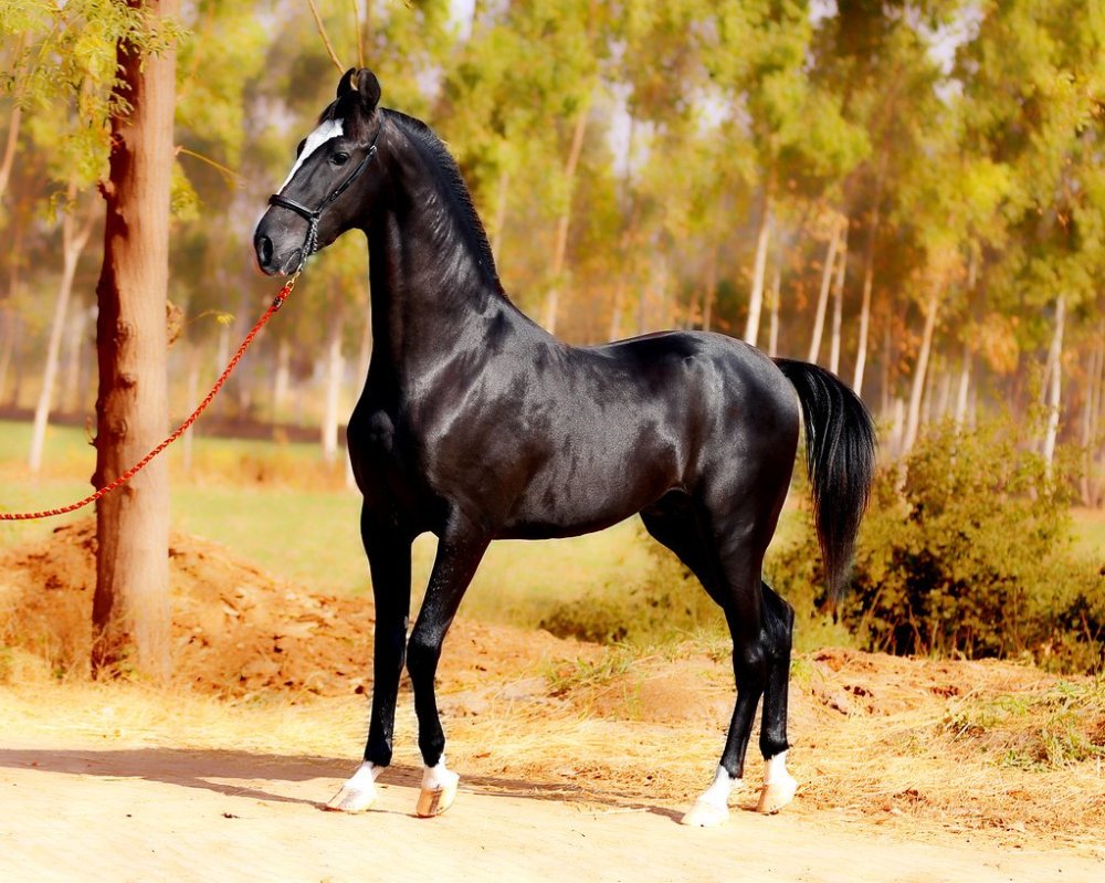 Муаровая масть лошади