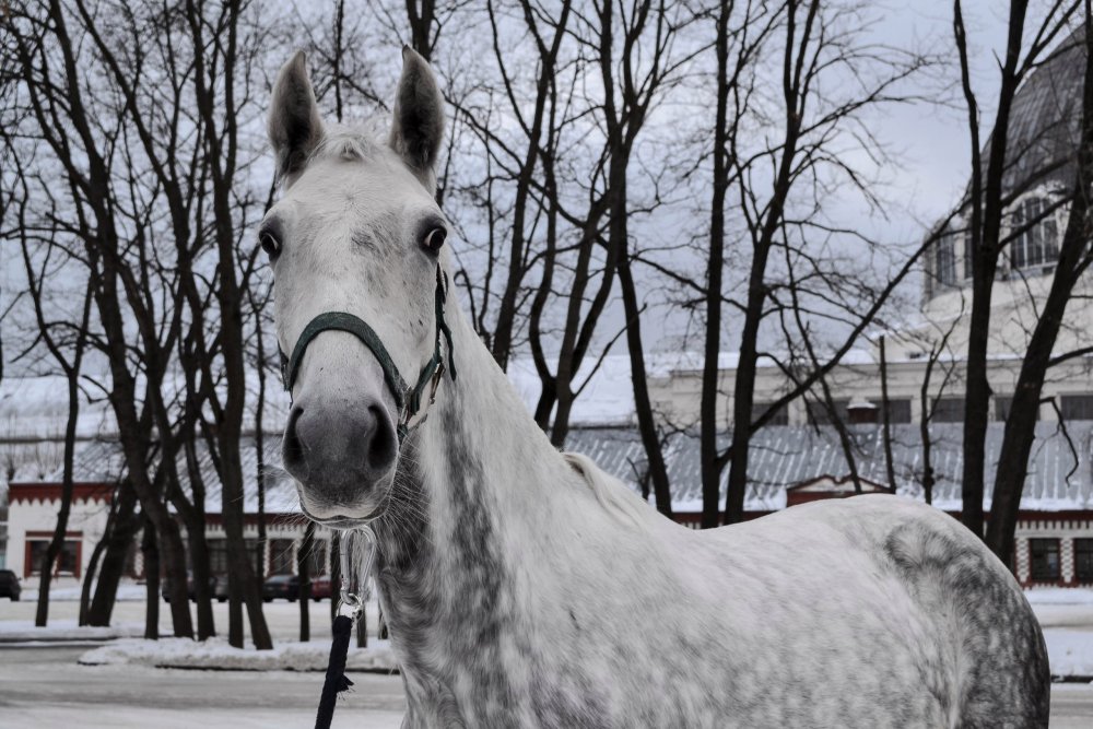 Орловский рысак галоп